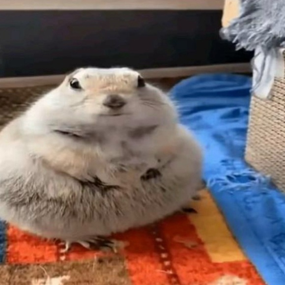 sushigarbz